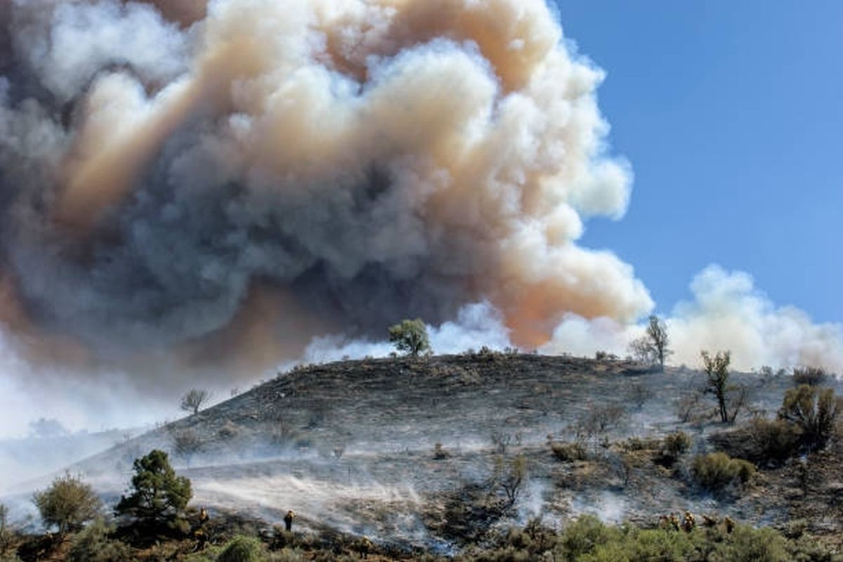 Sports, Sports News, AustralianOpen, Bushfire Smoke, SaveEarth, SaveNature, WildlifeInDanger