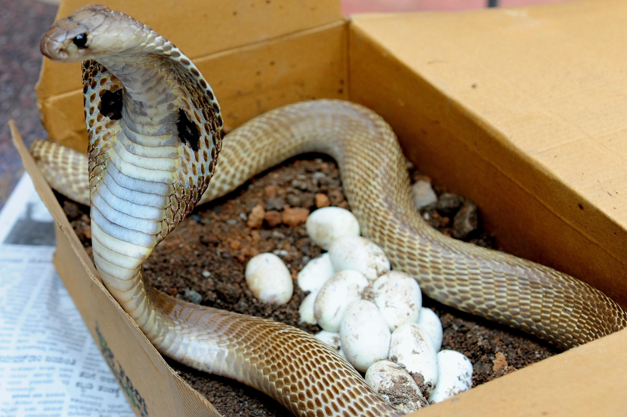 In a first, Indian cobra venom genes decoded