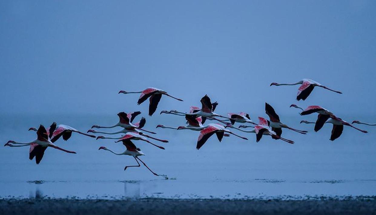 Over 11 lakh migratory birds visit Odisha's Chilika lake