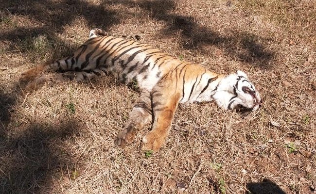 Lifestyle, Tigress, Dudhwa Tiger Reserve, Uttar Pradesh, Dudhwa national park