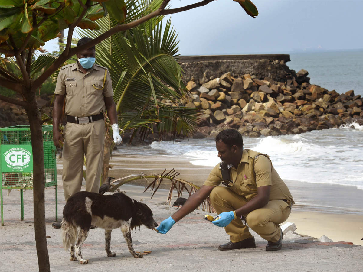 With tourists missing, Goa lifeguards feed hungry stray dogs
