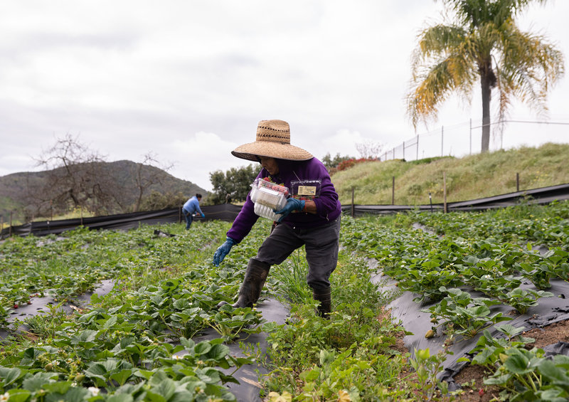 Farm Workers – 'Essential' But Living In Fear