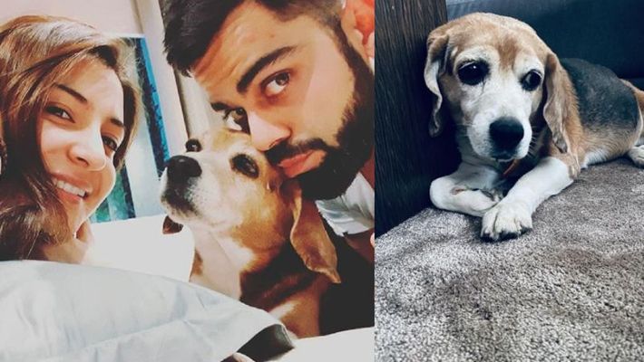 Gone to a better place Kohli mourns death of pet dog Bruno