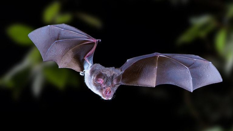 Covid-19 virus has been circulating in bats for decades: Study