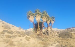 falut gouge and formation of Palms at San Andreas Coachella valley