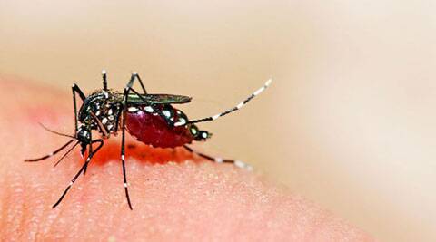 Siliguri records 101 Dengue cases