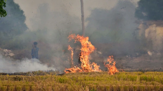 NHRC seeks detailed report from Punjab on stubble burning