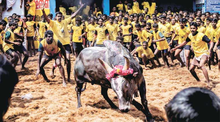 19 injured after bulls go berserk at Jallikattu event in TN