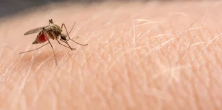 malaria alert after cases reported in Texas, Florida