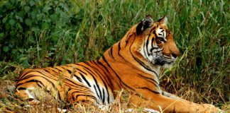 Project Tiger