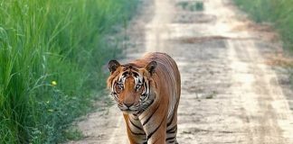 Tiger kills youth in Dudhwa Tiger Reserve