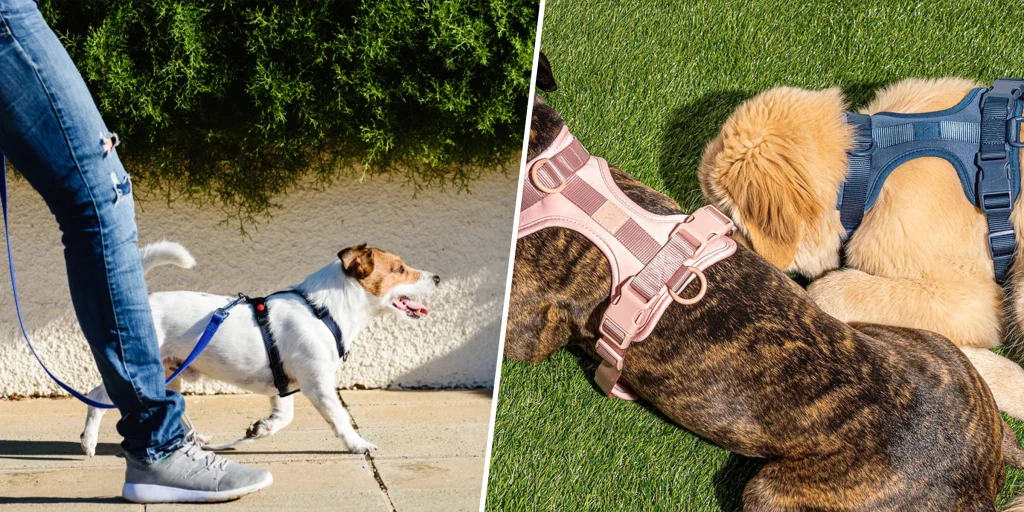 Leash Training and Outdoor Safety for Pets