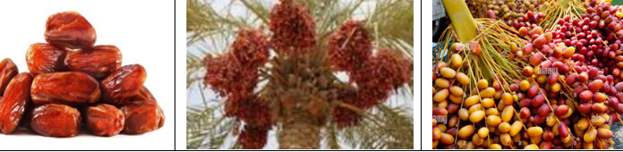 Know the Health Benefits and Medicinal Uses of Khajoor/Dates Dates