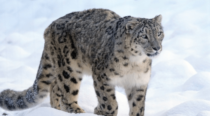 First-ever scientific exercise found 718 snow leopards in India; highest in Ladakh Snow leopards