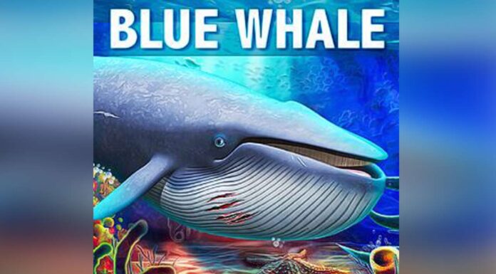 Blue Whale