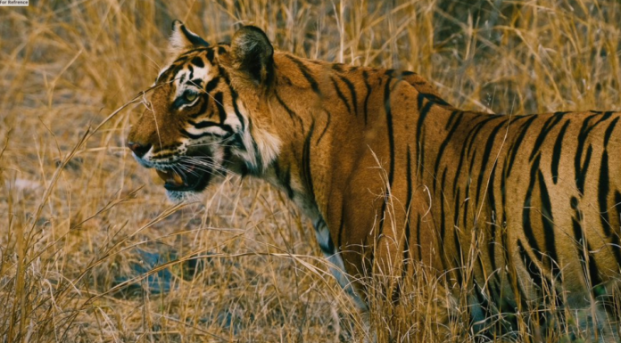 Ranthambore National Park