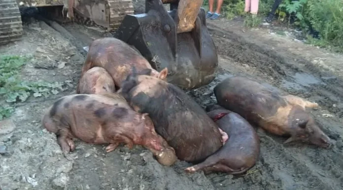African Swine Fever kills 1900 pigs in Mizoram badly affecting pork business African Swine Fever