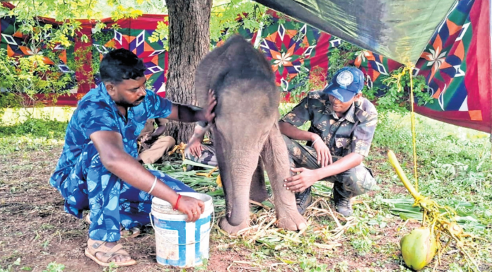 Tamil Nadu: Jumbo rejected by mom taken to ‘elephant feeding camp’ Elephant