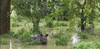 Assam floods