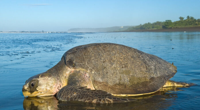 Indian Coast Guard rescues entangled Olive Ridley turtles Olive Ridley turtles