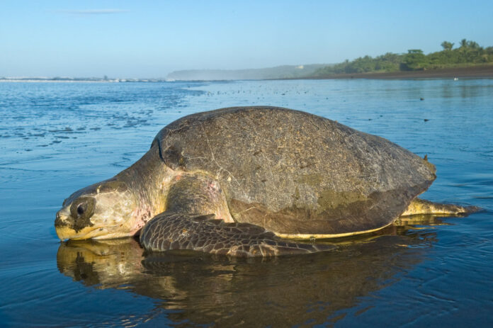 Olive Ridley turtles