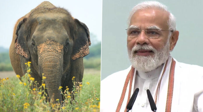 Elephants linked to India’s culture, history: PM Modi Elephant
