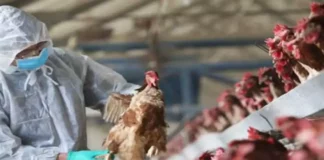H5N1
