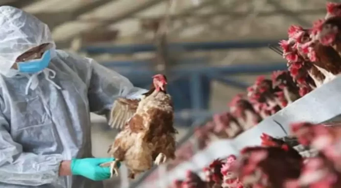 H5N1