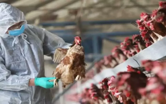 H5N1
