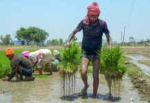 kharif