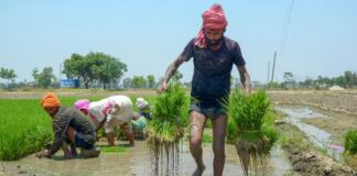 kharif