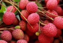 litchi