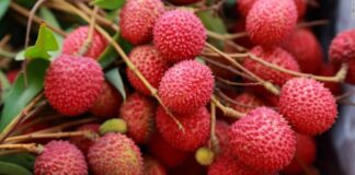 litchi