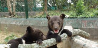 Asiatic black bear