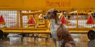 stray dogs
