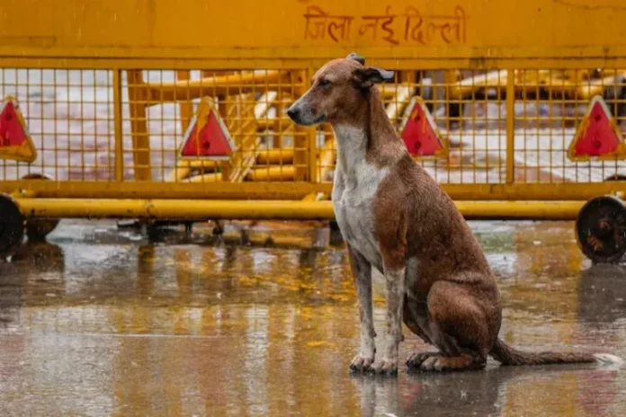 stray dogs