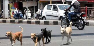 stray dogs