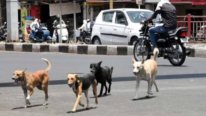 stray dogs