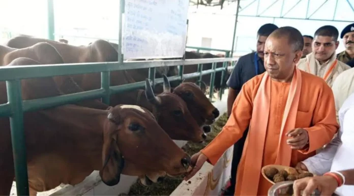 CM Yogi extends Govardhan Puja greetings, highlights UP govt’s cattle welfare initiatives Govardhan Puja