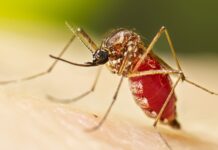 chikungunya