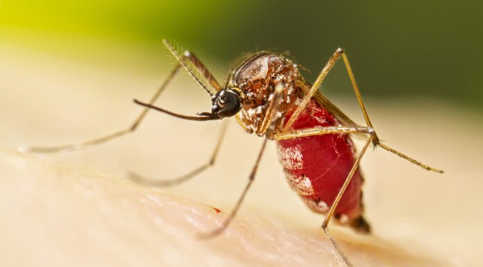 chikungunya