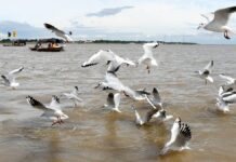 Siberian birds