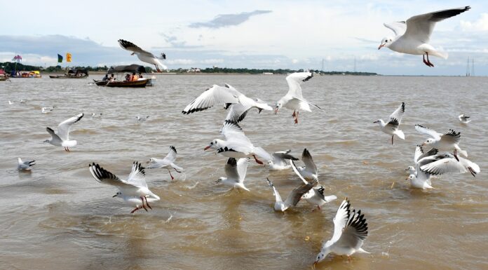 Siberian birds arrive at Prayagraj Sangam, delighting locals and tourists Siberian birds