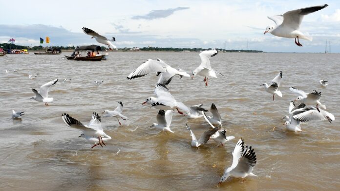 Siberian birds