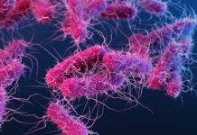 Scientists find E. Coli spreads as fast as swine flu: Study E. Coli