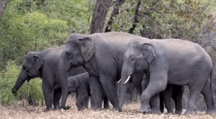 Wild Elephant kills resident outside home in Malampuzha; family members narrowly escape Malampuzha