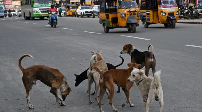 Supreme Court refuses to modify order on removing stray dogs stray dogs