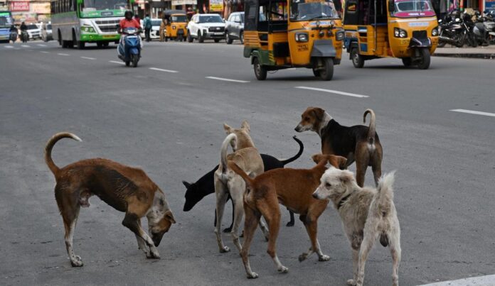 stray dogs
