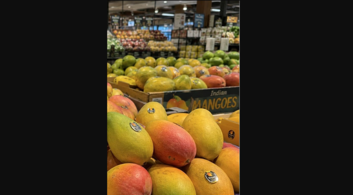 Indian mangoes spark summer rush across US Indian Mangoes