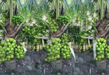 Coconut